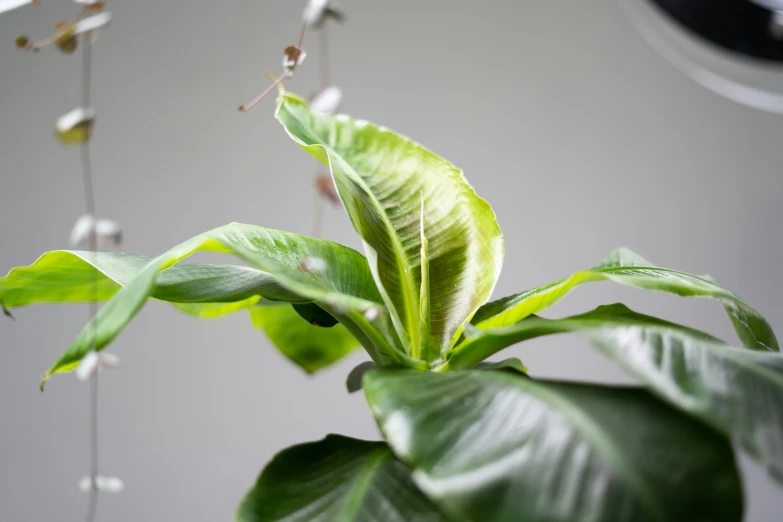 a potted plant with green leaves in the air