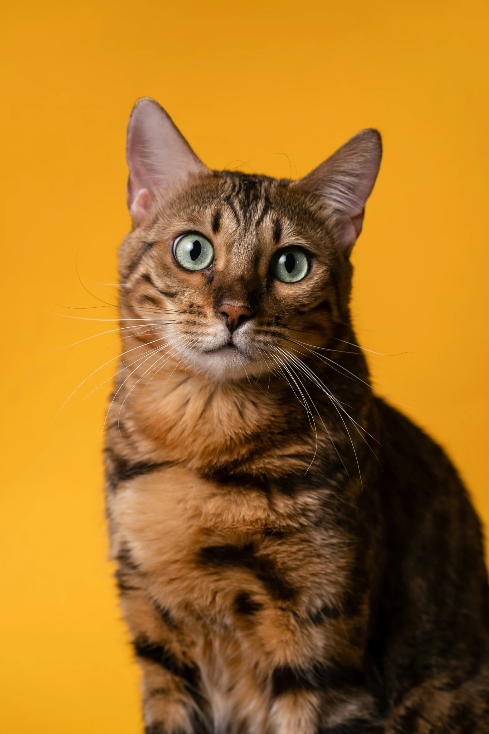 there is a tiger cat that looks up at the camera