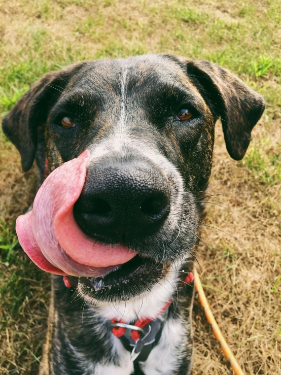 a dog with a leash and a big pink tongue