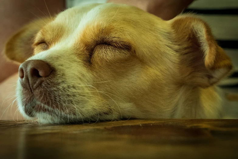 a dog that is sleeping on the table