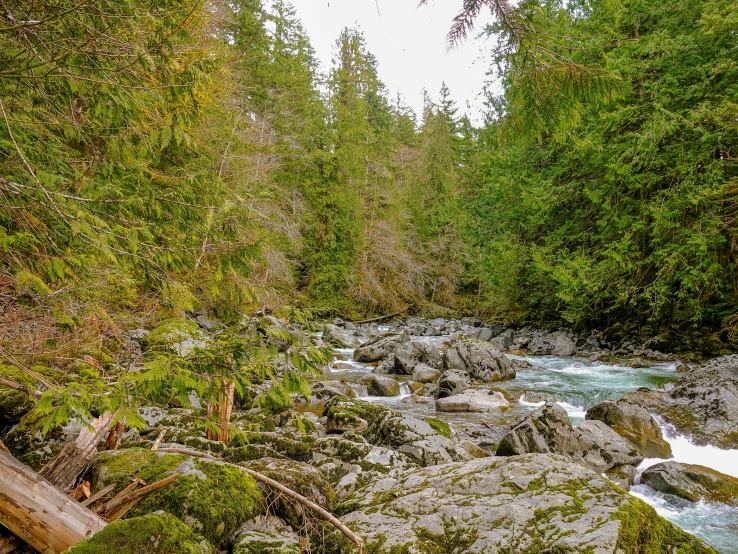 a river with rocks, and plants near by