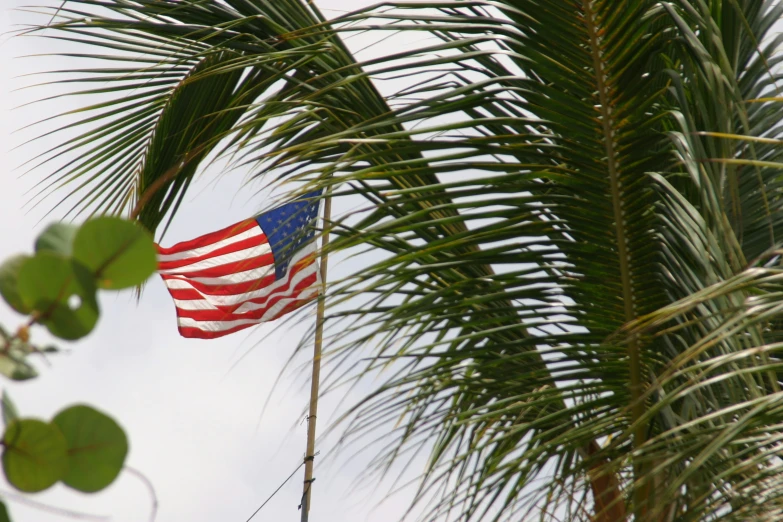 a flag waving in the wind through palm trees