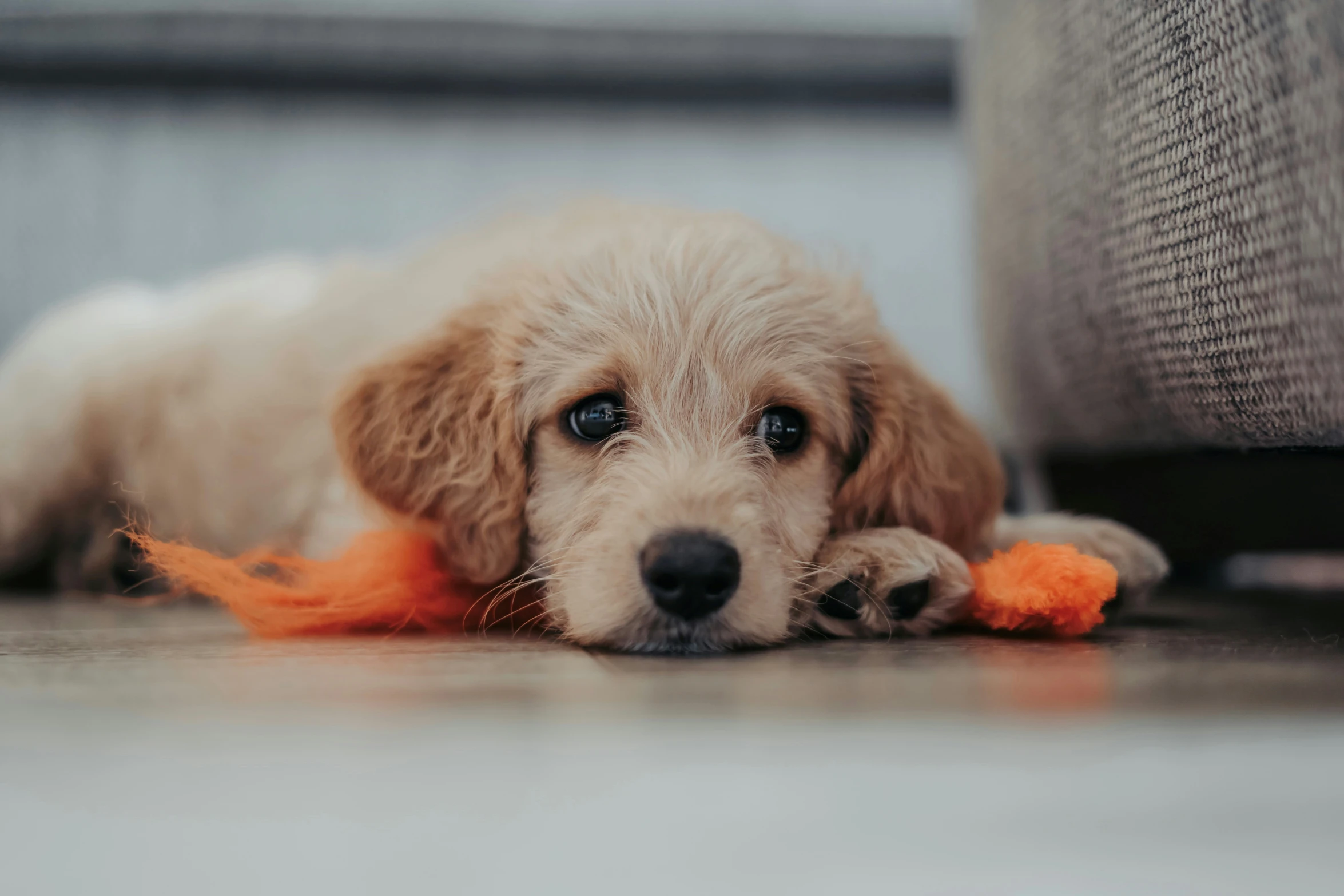 a puppy laying down chewing on an orange toy