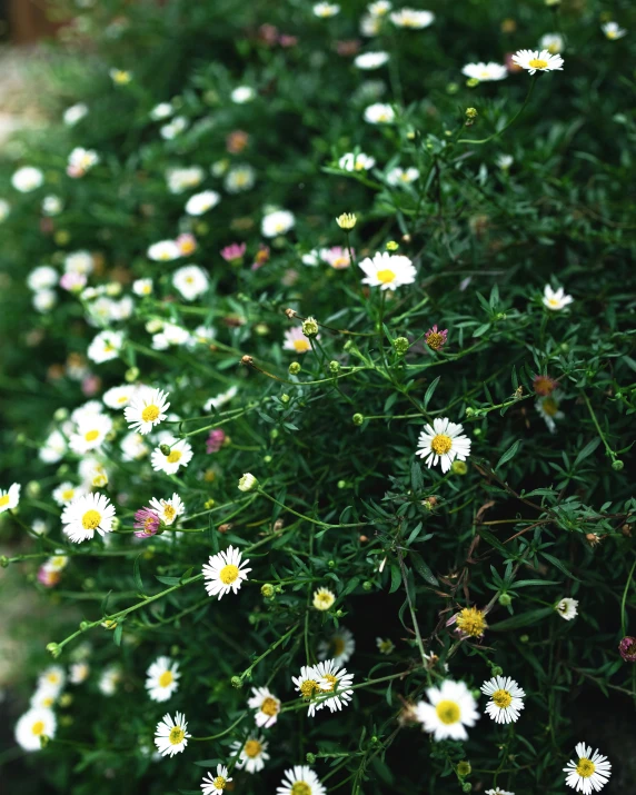 small white and yellow flowers growing out of a patch of grass