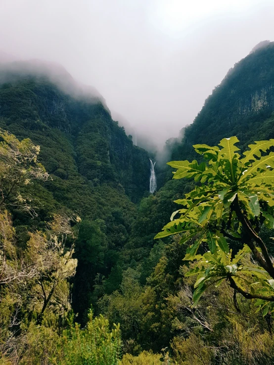 the landscape of a lush green jungle on a cloudy day