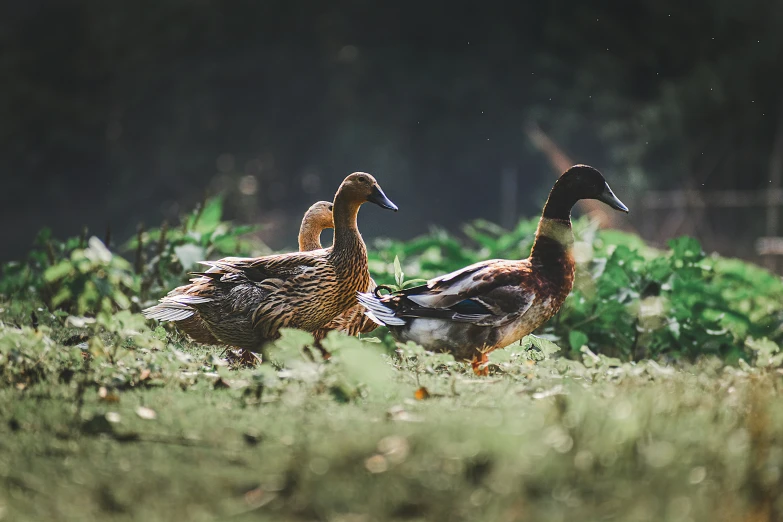 two brown and black ducks in grassy field