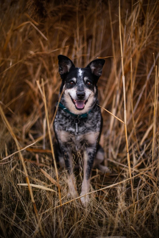 a dog is laughing and looking up in the grass