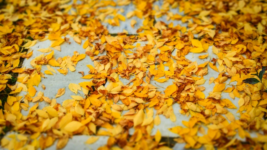 this is an image of dried autumn leaves