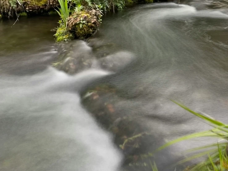 stream meanders down rocks with vegetation growing over them