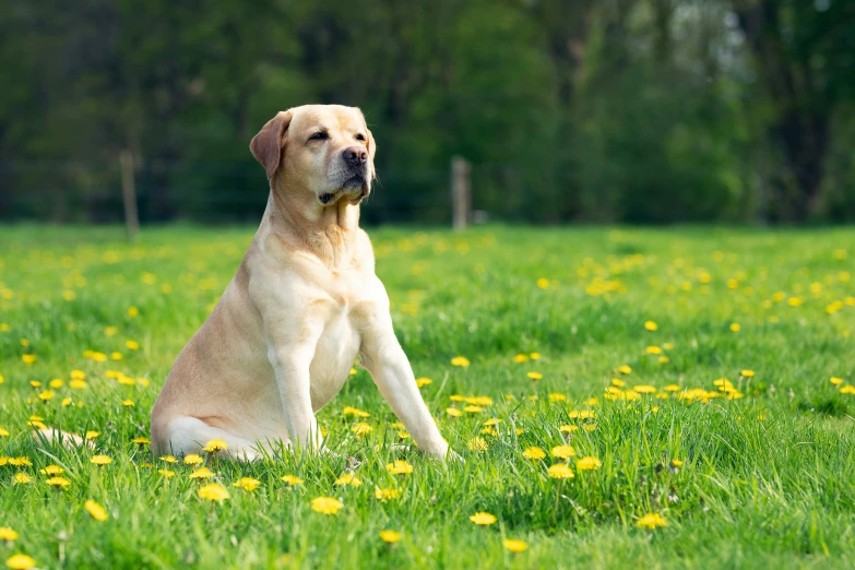 a dog sitting in a field with flowers