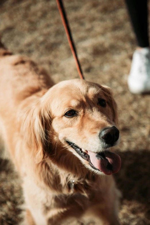 dog with long tongue looking forward at camera