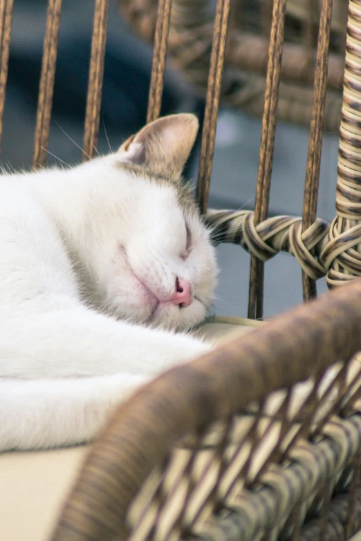 a white cat is asleep on the chair