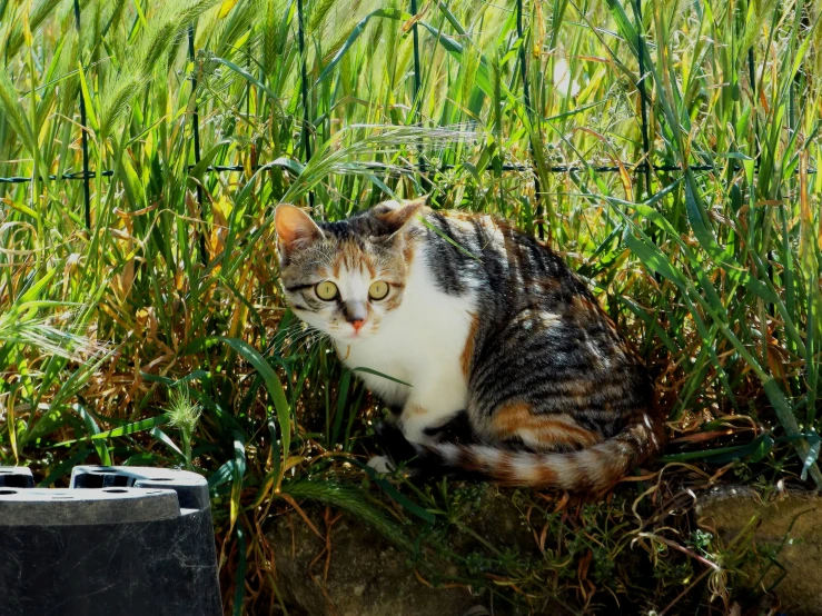 a cat sits in the grass outside in front of an area of plants