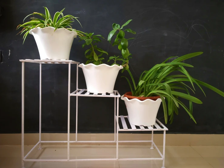 three white plant stands are holding three plants