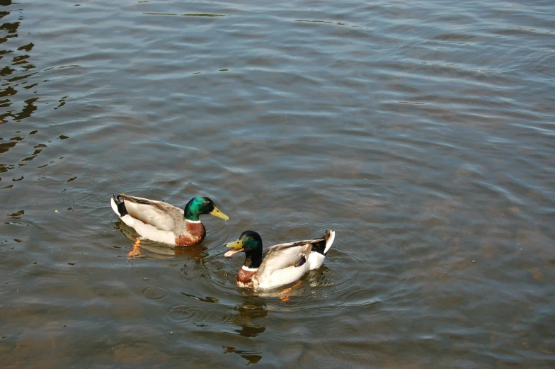 a pair of birds are swimming in a lake