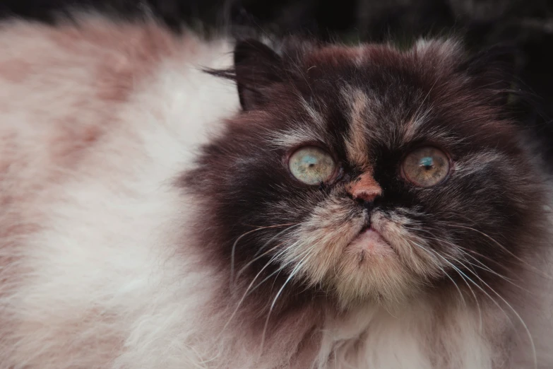 a cat has very large eyes and fluffy fur