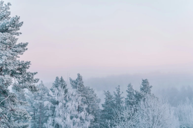 a forest covered with snow in the daytime