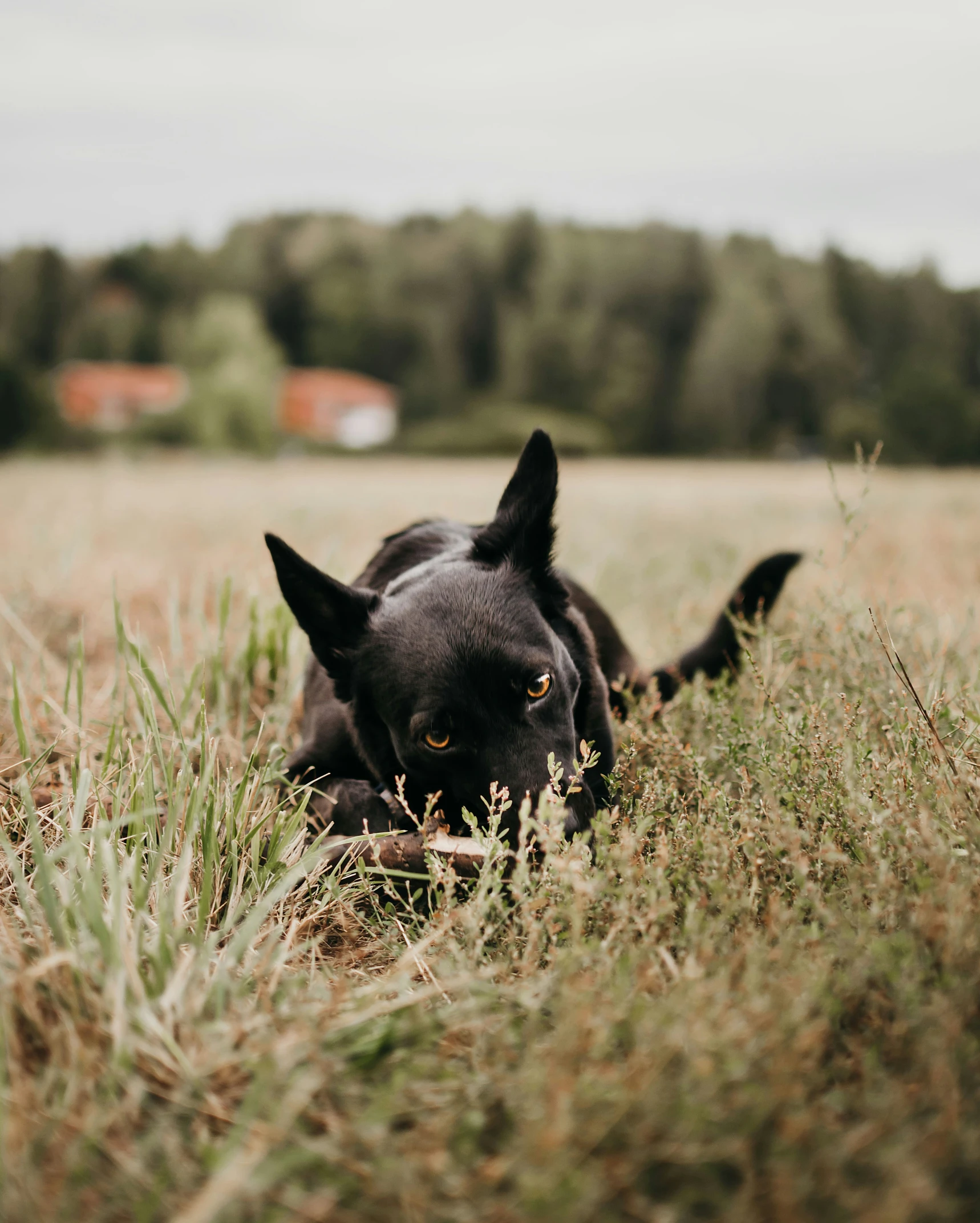 a dog laying down in a grassy field