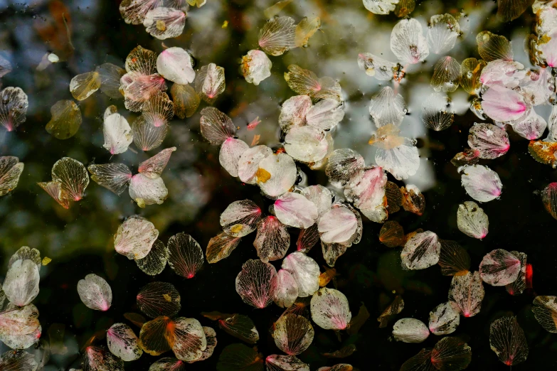 the pink flower is floating by the water