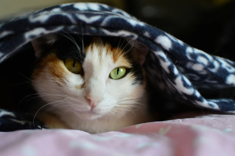 a white and orange cat looking out of a blanket