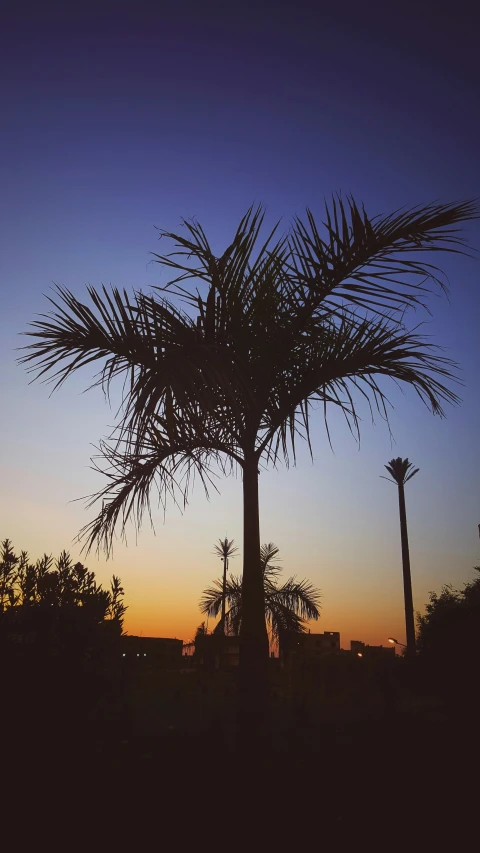 silhouette of three palm trees at sunset with city in background