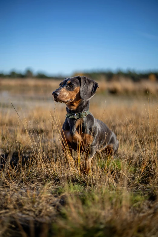 a brown dog with black face sitting in some tall grass