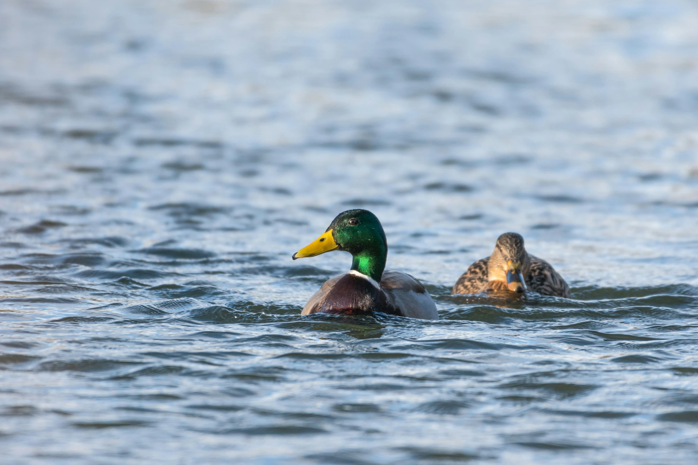 the duck is swimming near another bird in the water