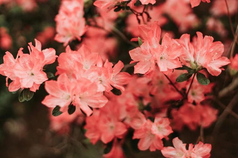 a bunch of pink flowers blooming on the ground