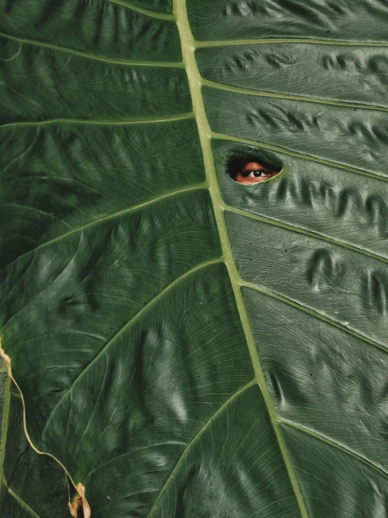 close up of a large leaf with an eye peers from