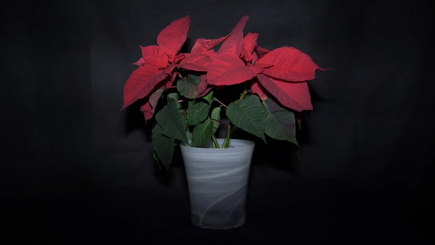 a potted plant with red flowers sits against a black background