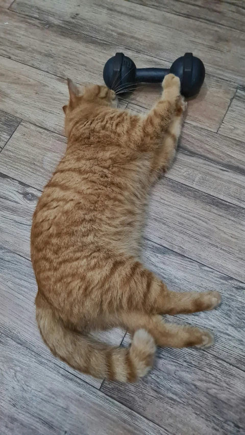 a cat laying on the ground with an object in the air