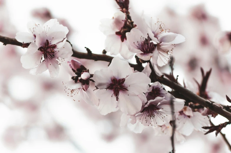 close up po of white blossoming tree nches