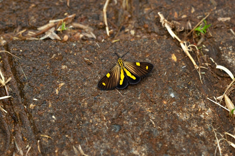 a erfly sits on the ground with no leaves