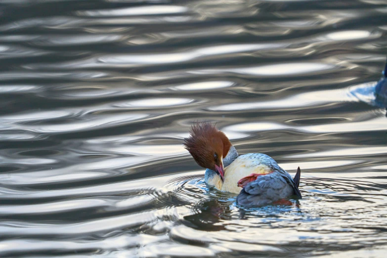 a bird that is swimming in some water