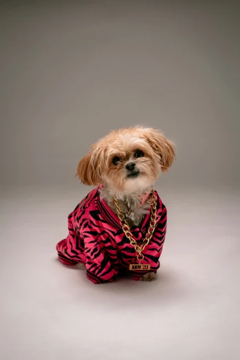 a dog in a red ze coat