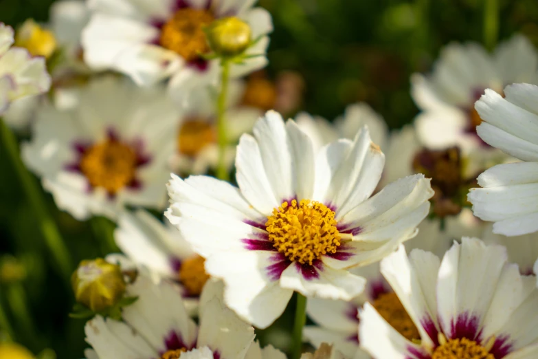 some pretty flowers in the grass with purple and white