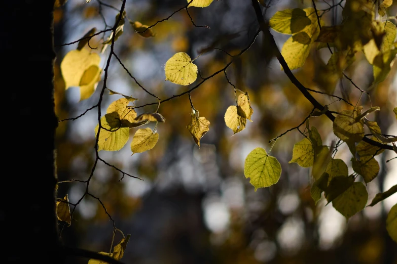 the leaves of a maple tree are shining golden