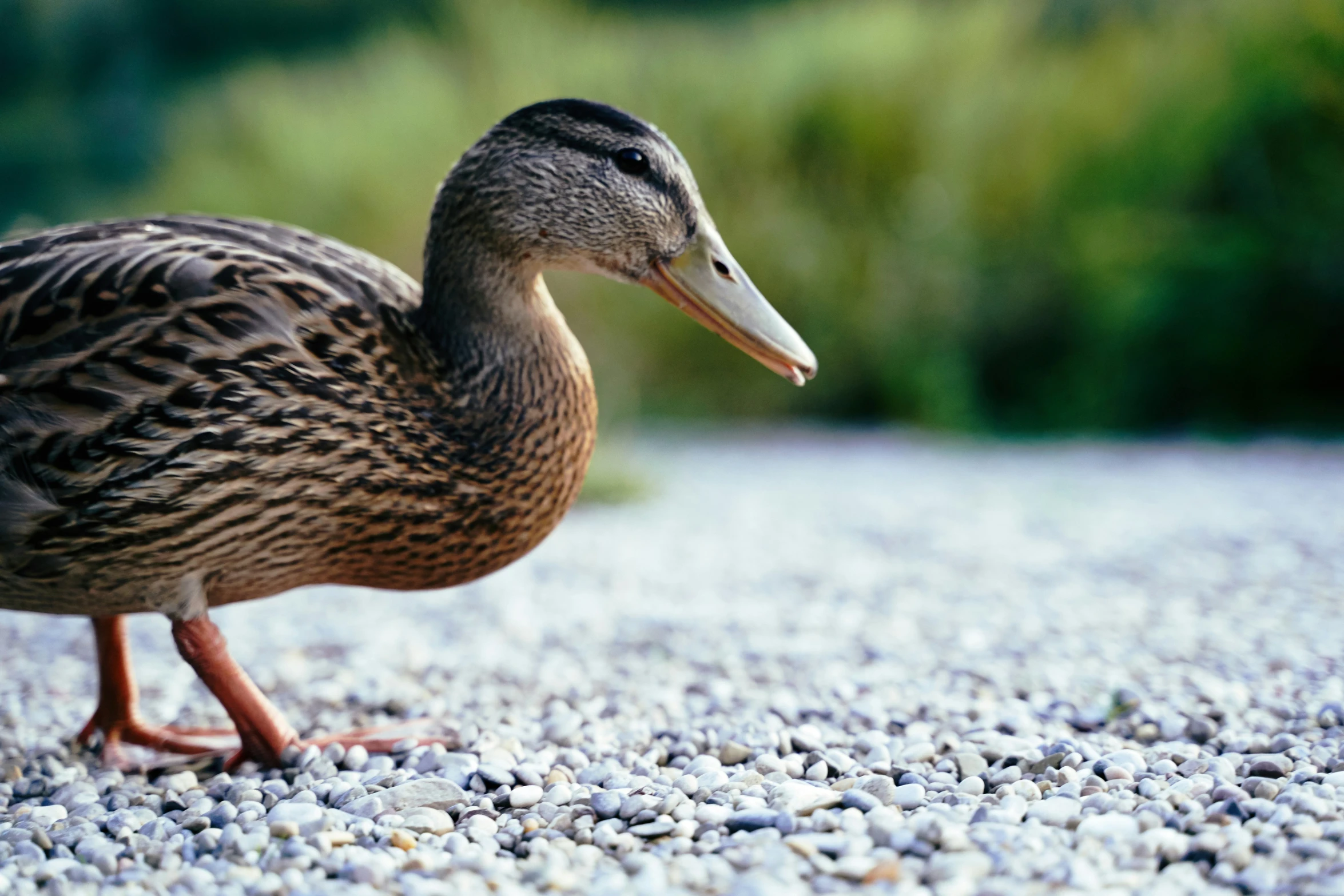 a duck walking on a gravel road with trees in the background