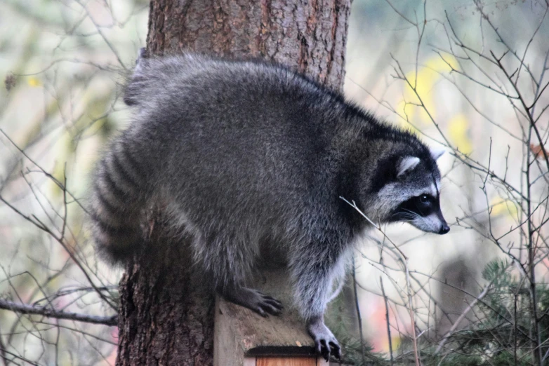 a rac climbing up and over a wood post