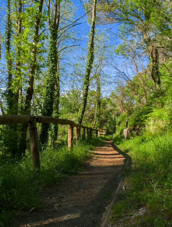 an overgrown path is pictured on the sunny day