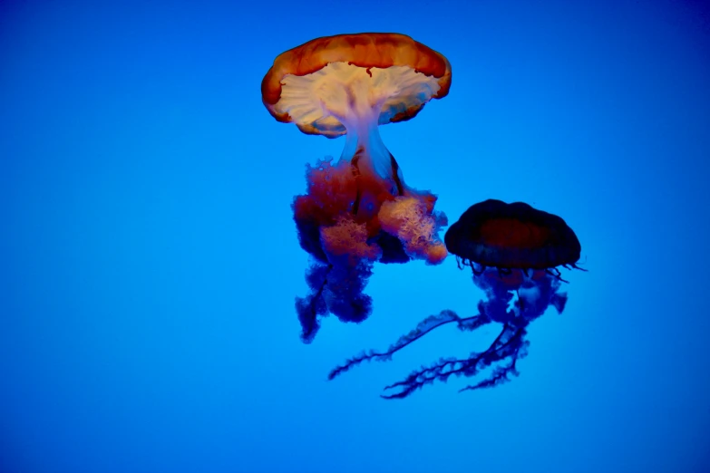 two jelly fish swim through the air