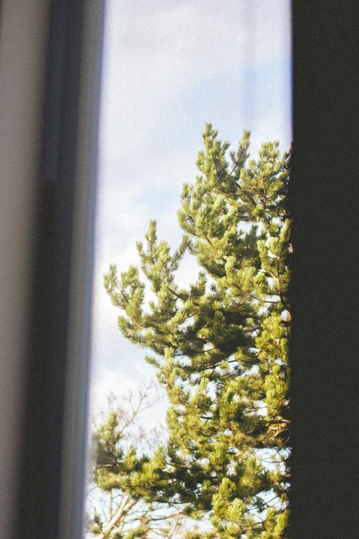 a view from the window of a tree on the other side