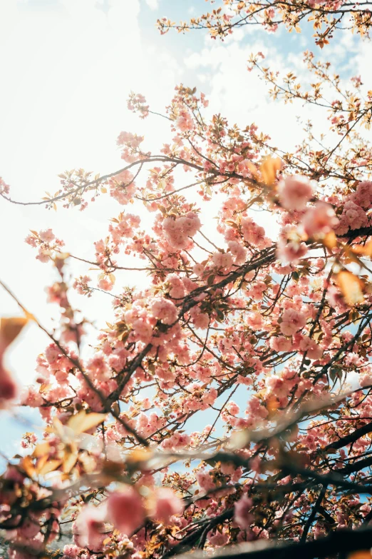 there is a bunch of pink blossoms in the tree