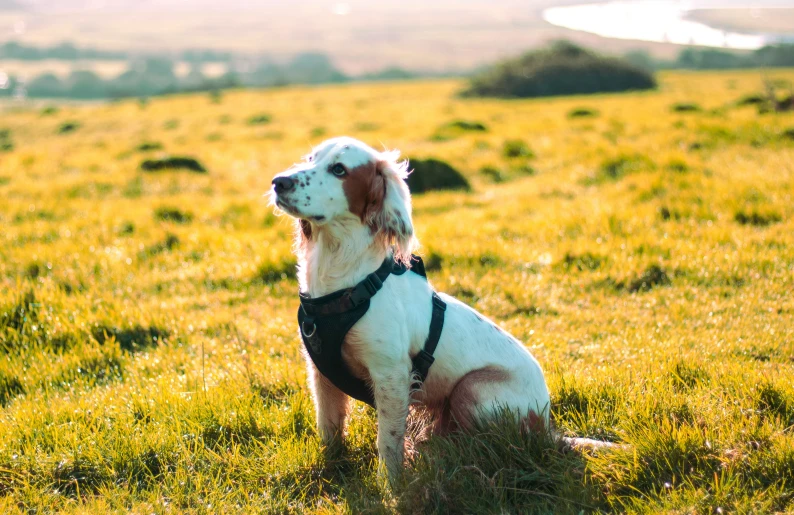 a dog on a leash sitting in the grass