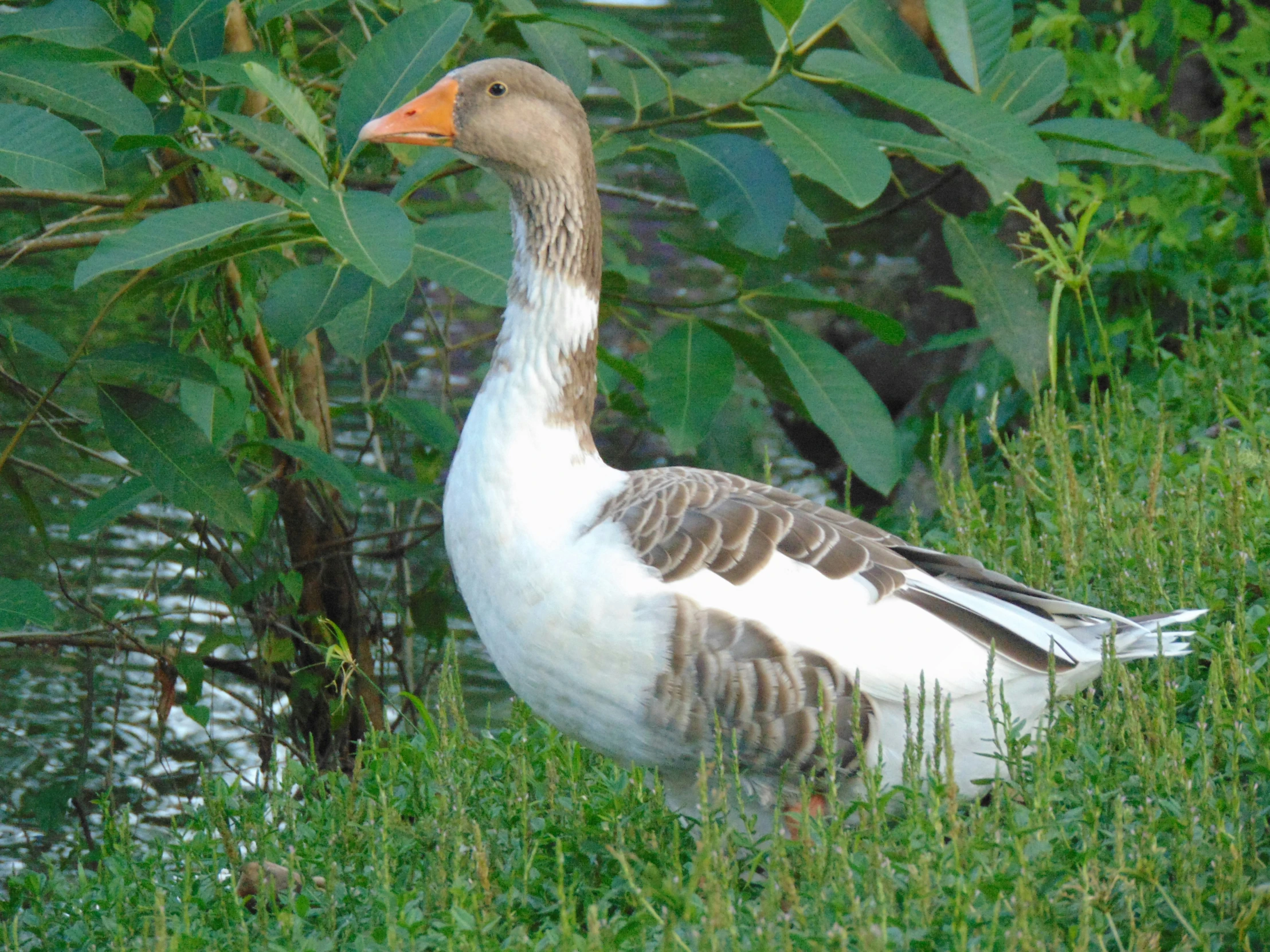 a duck with stripes standing in tall grass