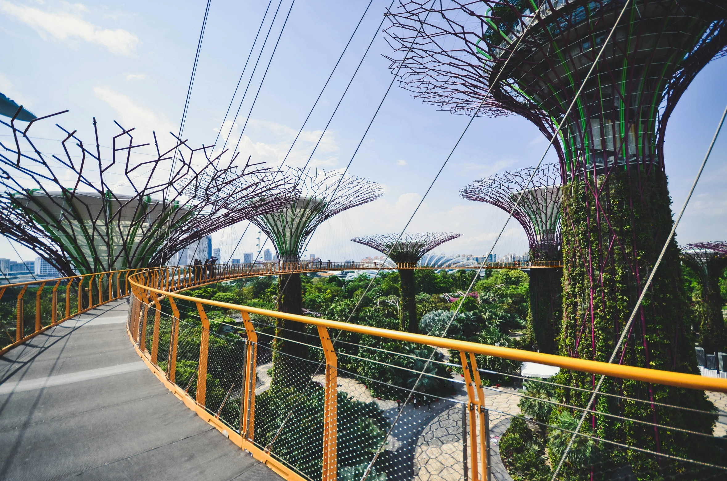 the walkway is lined with very large trees