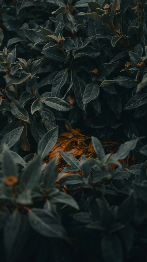 a bush full of green leaves next to a brown and black bird