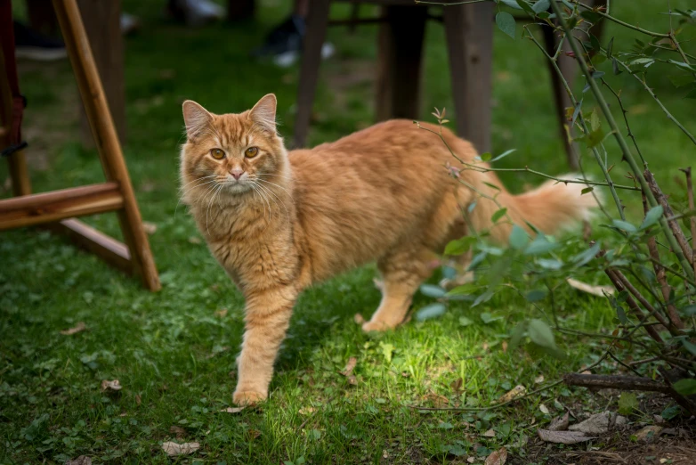 an orange cat is walking around the green yard