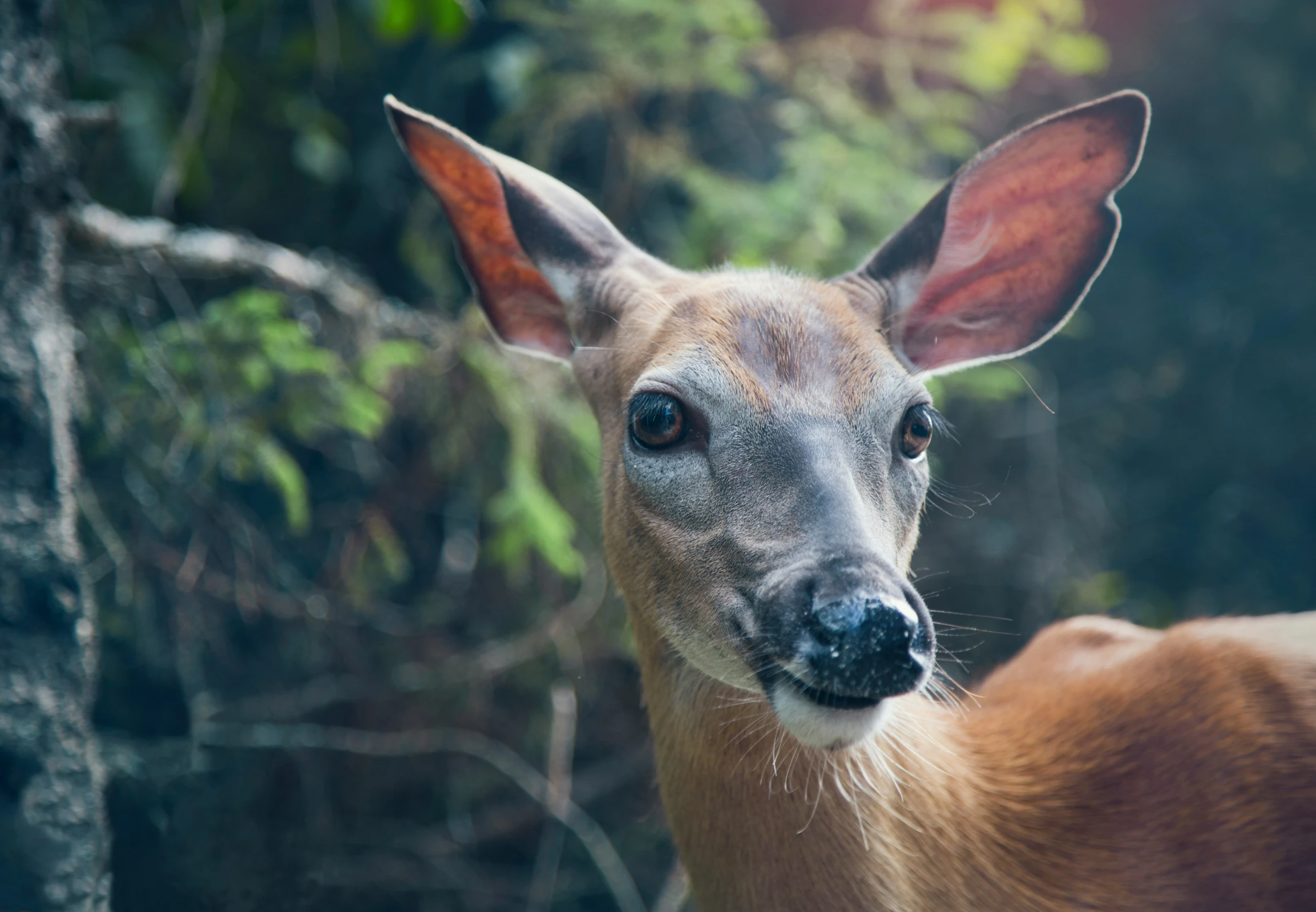 a deer standing in front of some trees