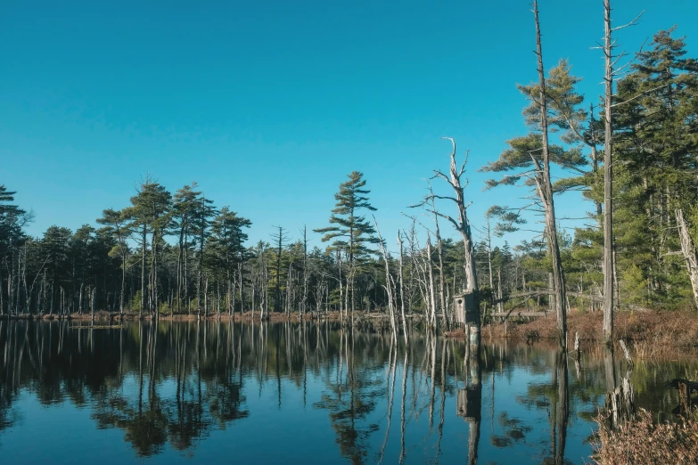 the trees are reflected in the still water of a swamp